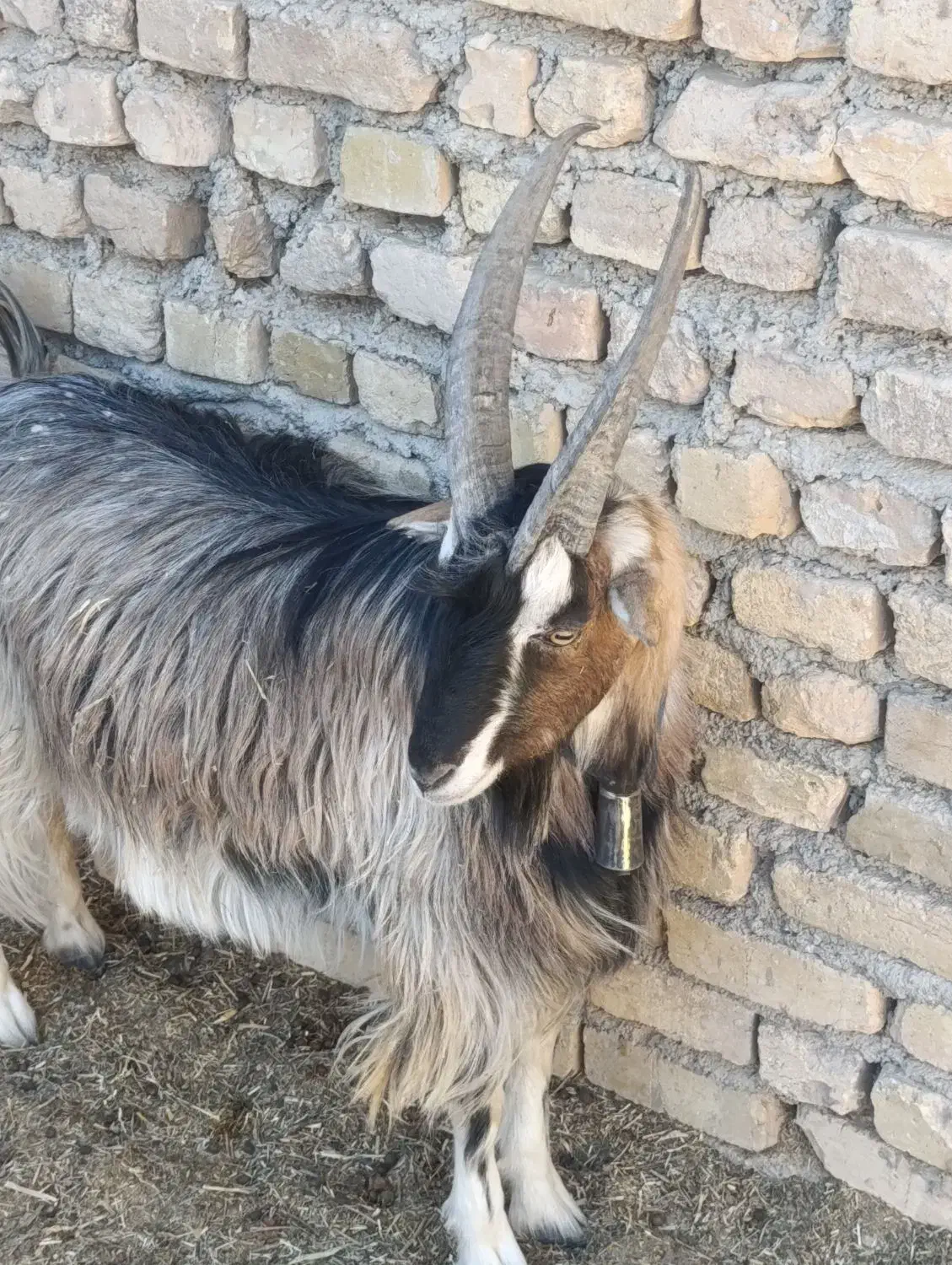 بزغاله نر بزغاله نر بزی  جلو رو نترس|حیوانات مزرعه|جوادآباد, |دیوار