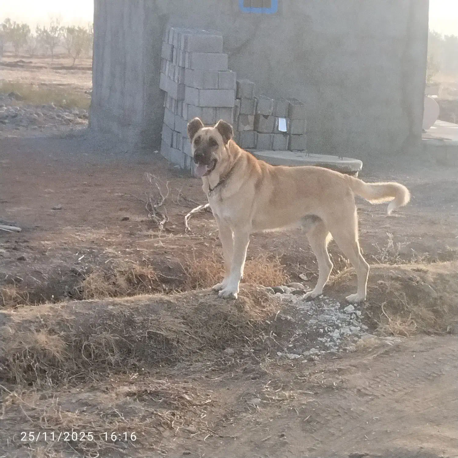 فروشی|سگ|بناب, |دیوار