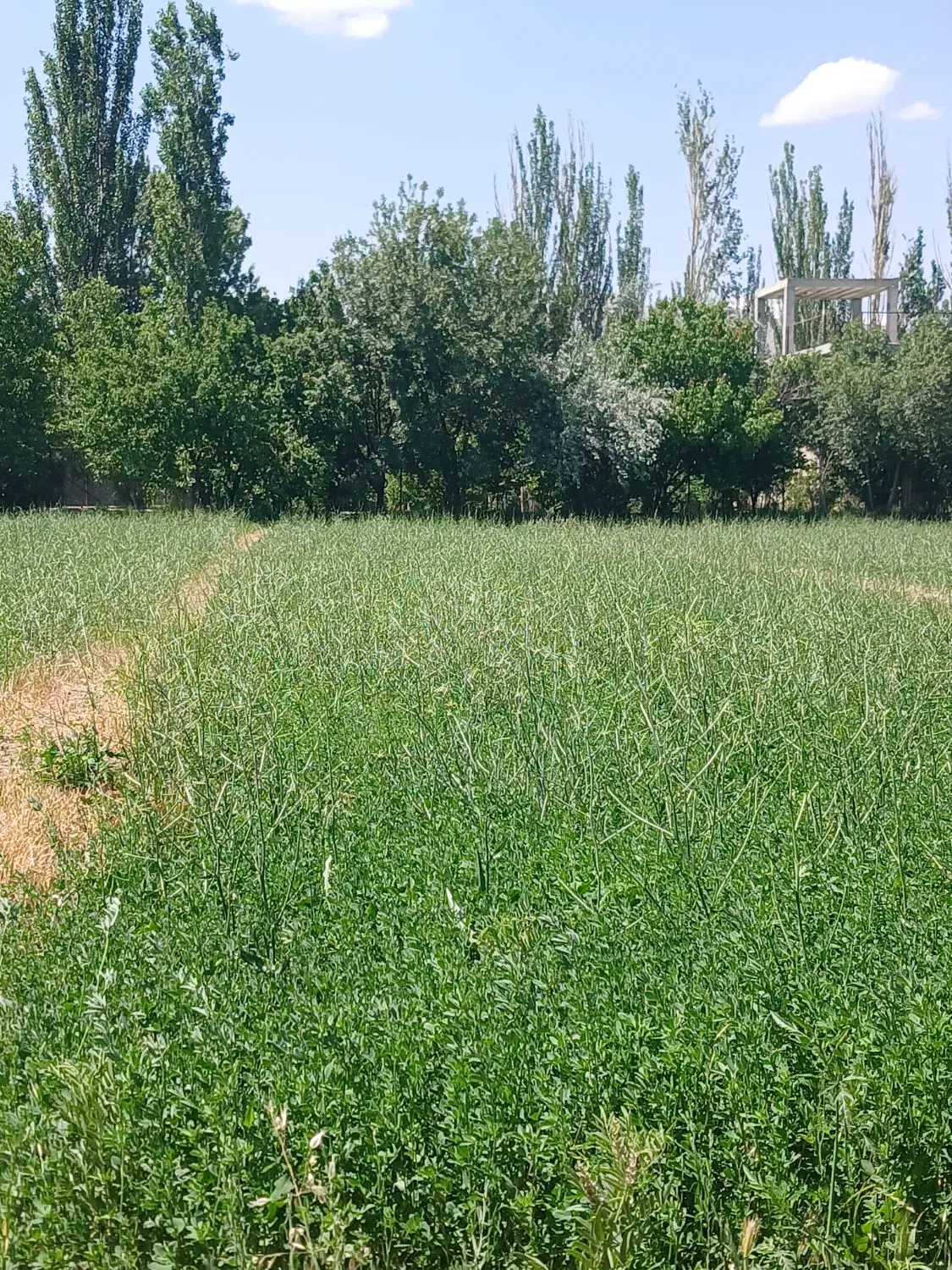 کاسنی|لوازم جانبی حیوانات|گلپایگان, |دیوار