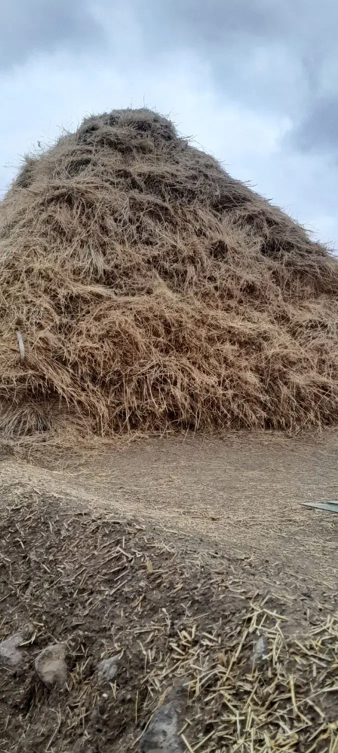 علف|لوازم جانبی حیوانات|قره پشتلو, |دیوار