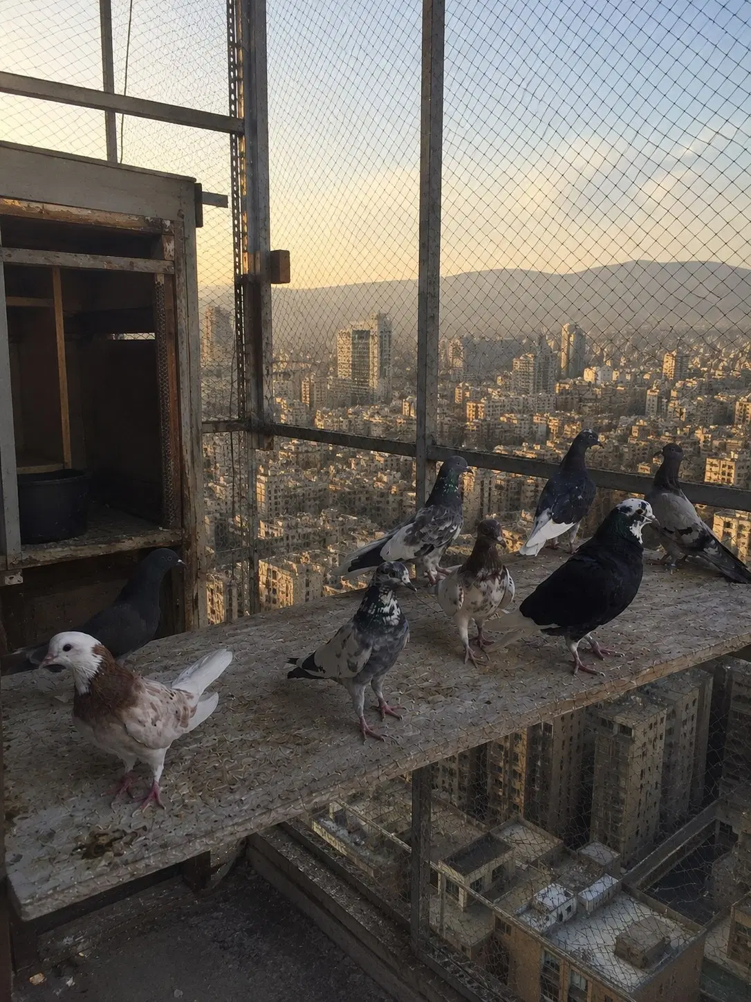 کبوتر|پرنده|تهران, پرواز|دیوار