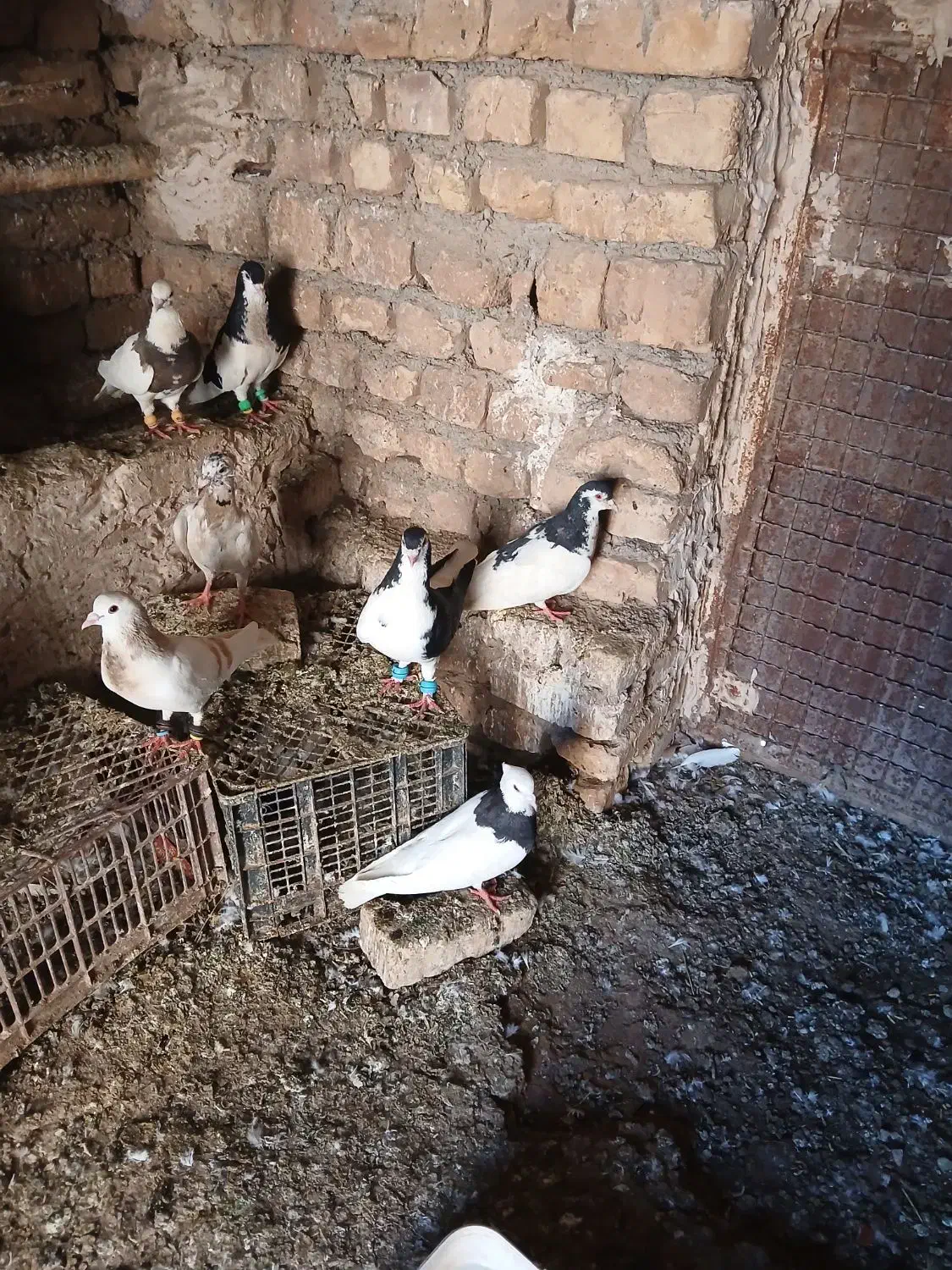کبوتر|پرنده|شهرآباد, |دیوار
