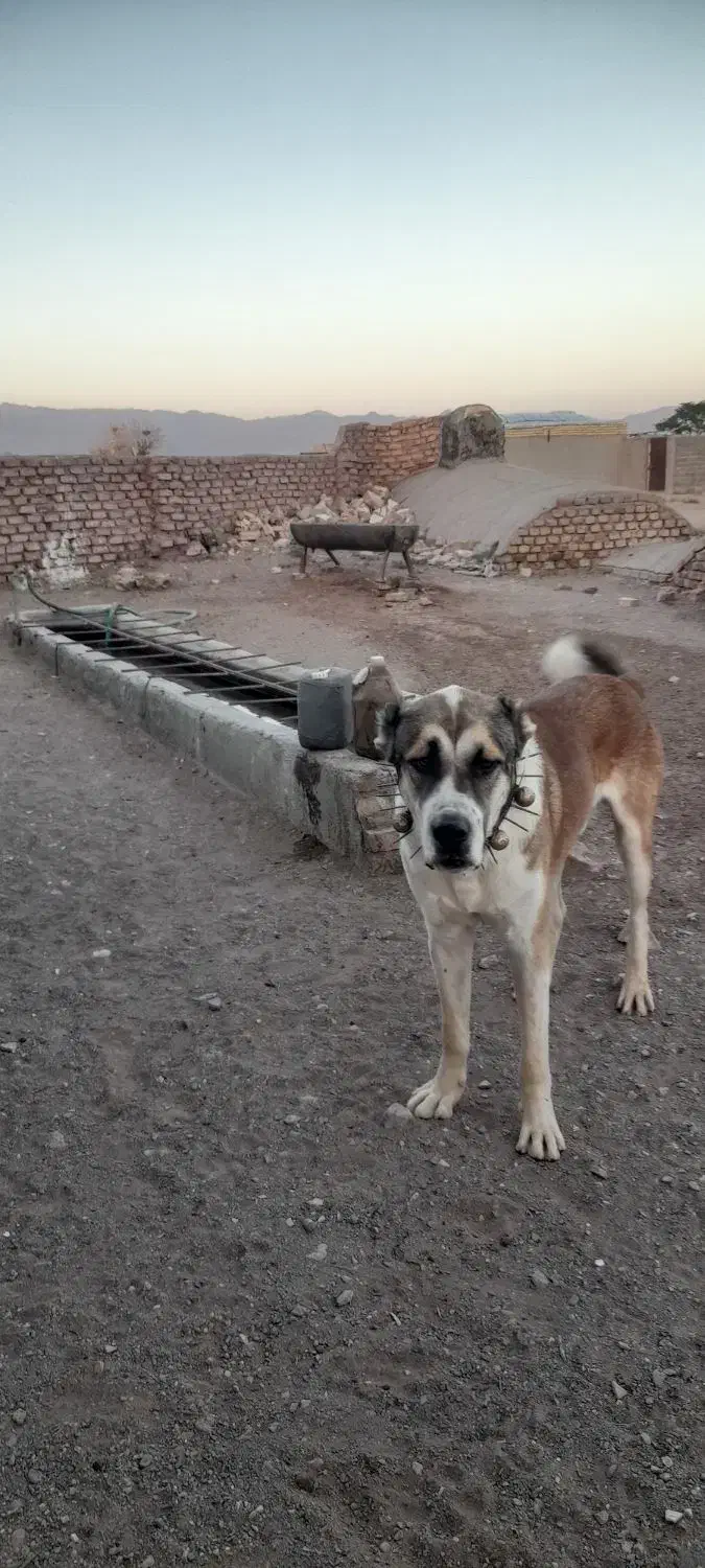 سگ نگهبان|سگ|سرایان, |دیوار