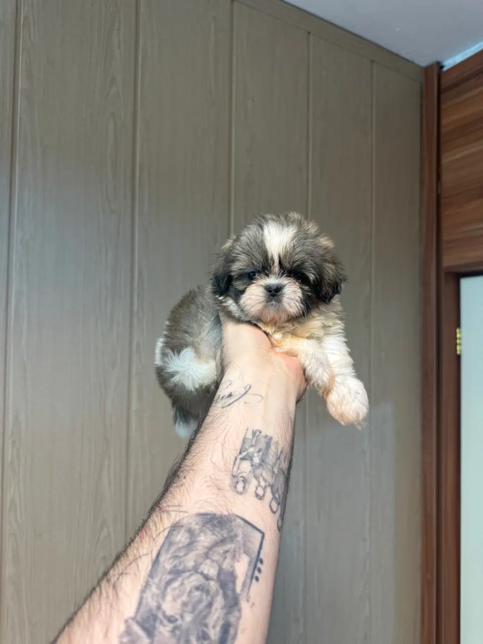 شیتزو سوپرفلت|سگ|تهران, شهرک کوهسار|دیوار