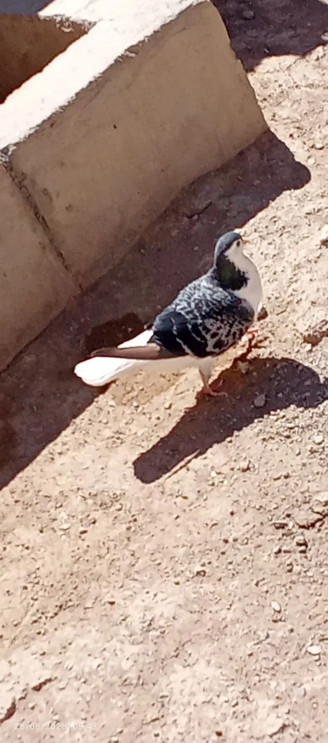 کفتر|پرنده|شیروان (خراسان), |دیوار