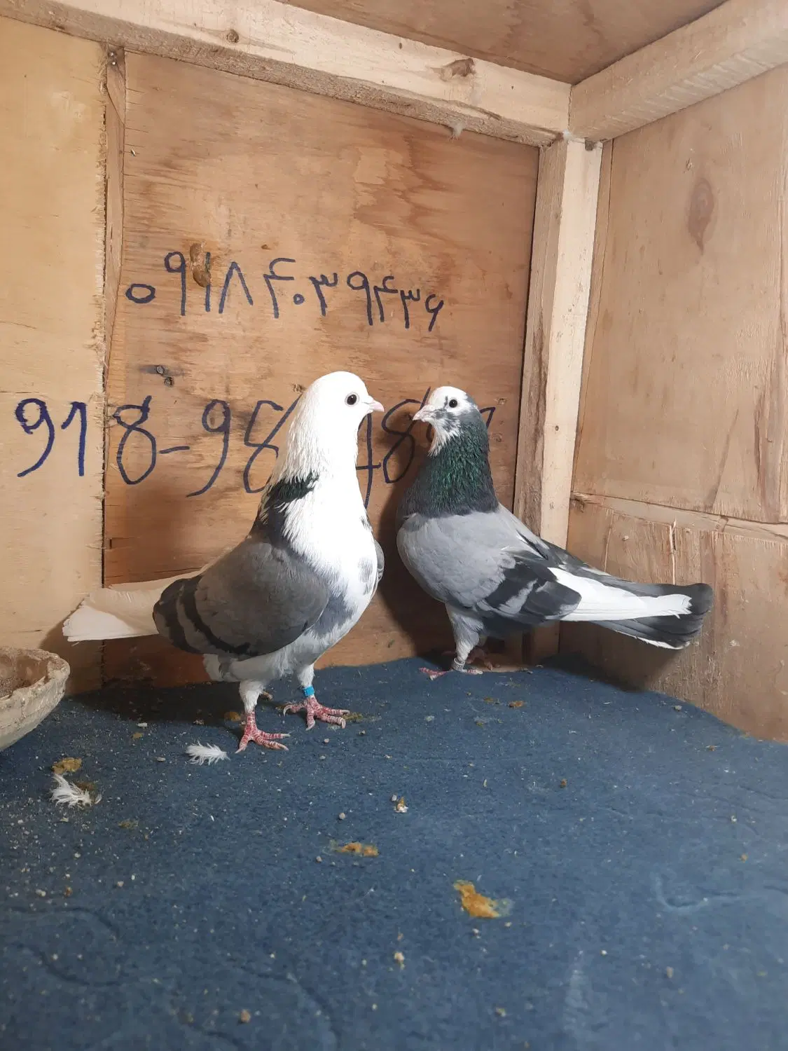 کبوتر|پرنده|معصومیه, |دیوار