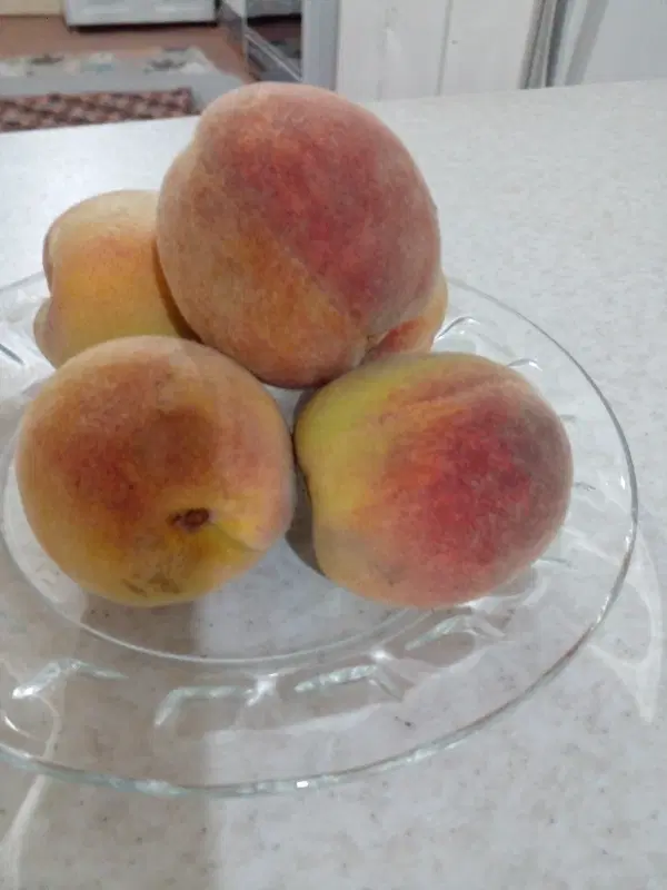 هلو|خوردنی و آشامیدنی|زنجان, |دیوار
