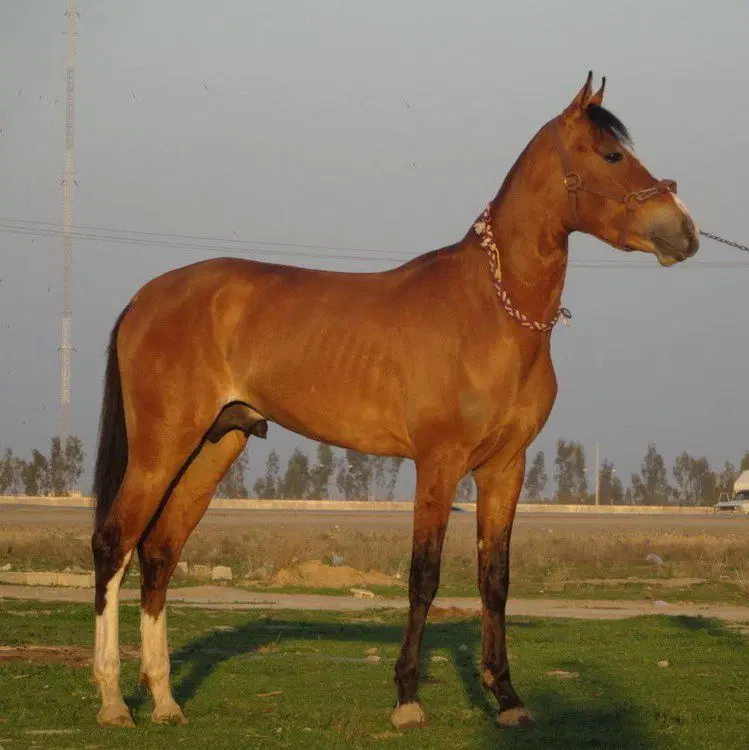 اسب|اسب و تجهیزات اسبسواری|شیروان (خراسان), |دیوار