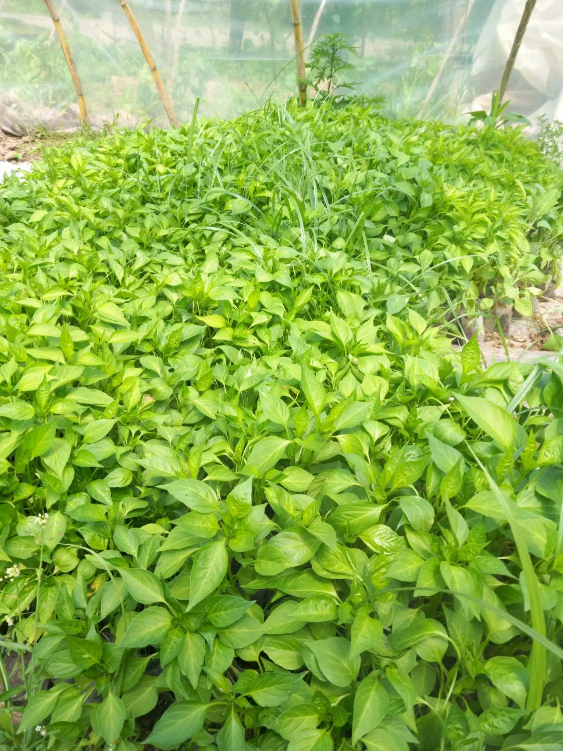 فلفل|خدمات باغبانی و درختکاری|آستانه اشرفیه, |دیوار