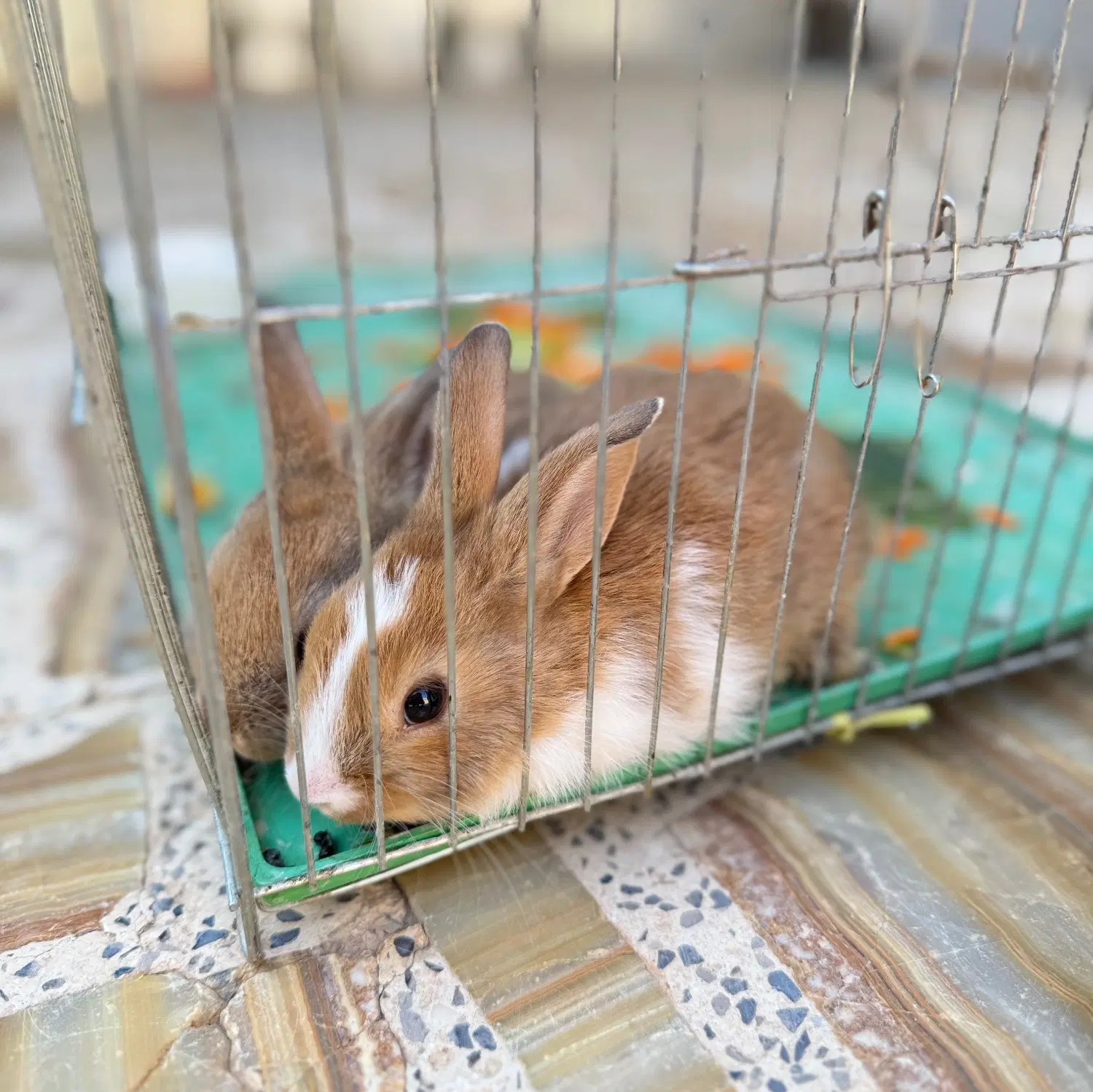 خرگوش|موش و خرگوش|مرودشت, استادیوم‎|دیوار