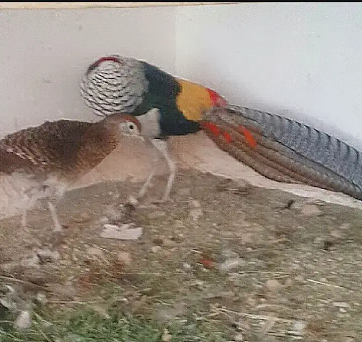 پرنده|حیوانات|شیراز, امام حسین|دیوار