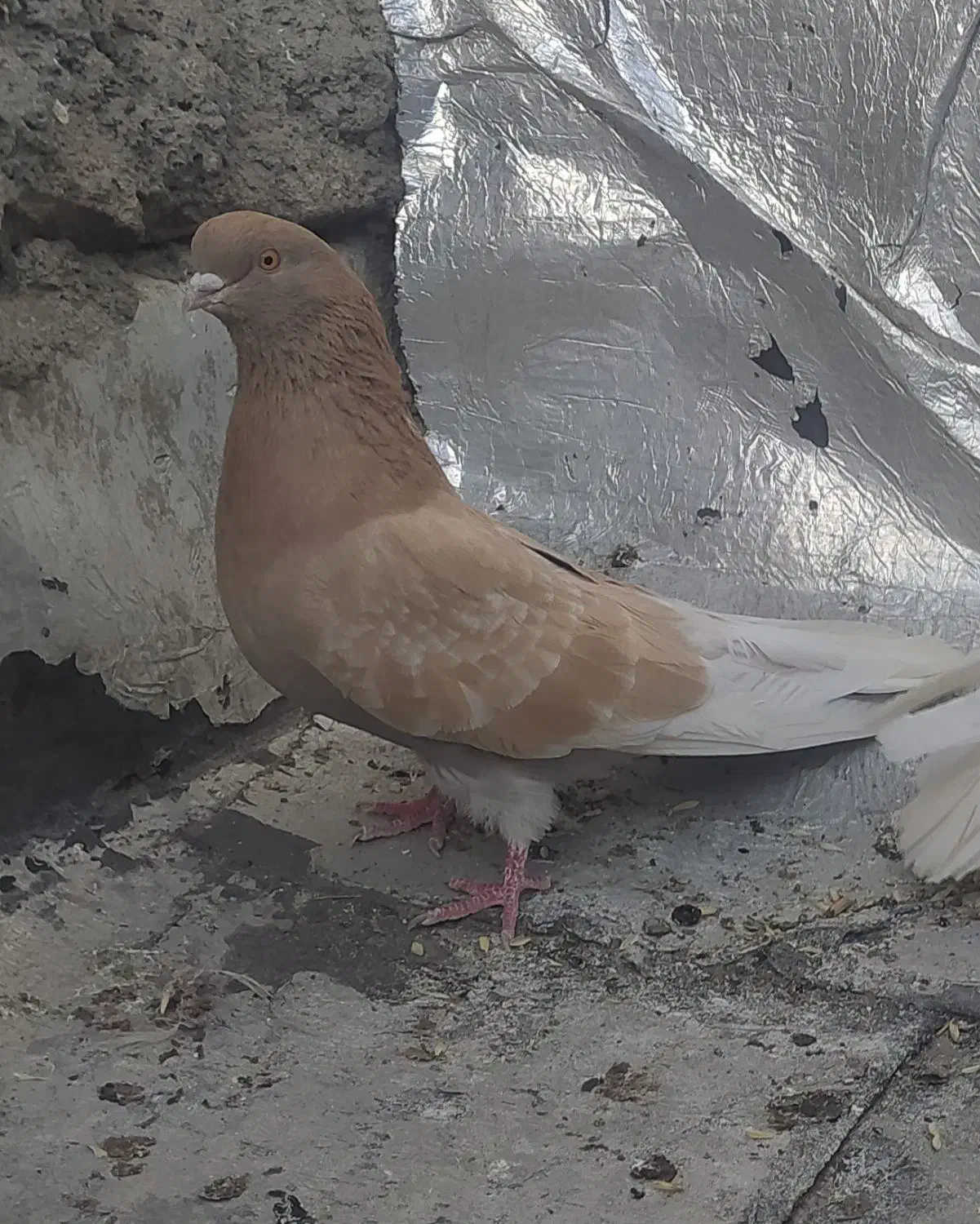 ساری نر|پرنده|اردبیل, |دیوار