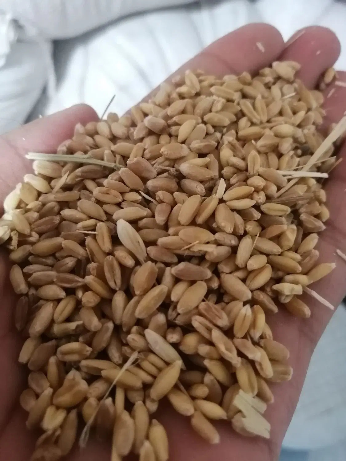 عدس|خوردنی و آشامیدنی|بجنورد, |دیوار