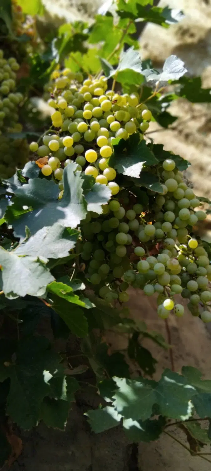 انگور|خوردنی و آشامیدنی|تبریز, |دیوار