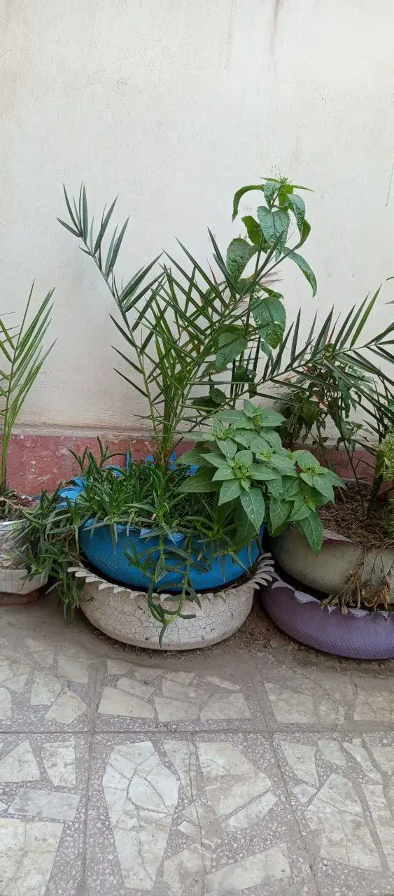 نهال نخل|گل و گیاه طبیعی|زاهدان, |دیوار