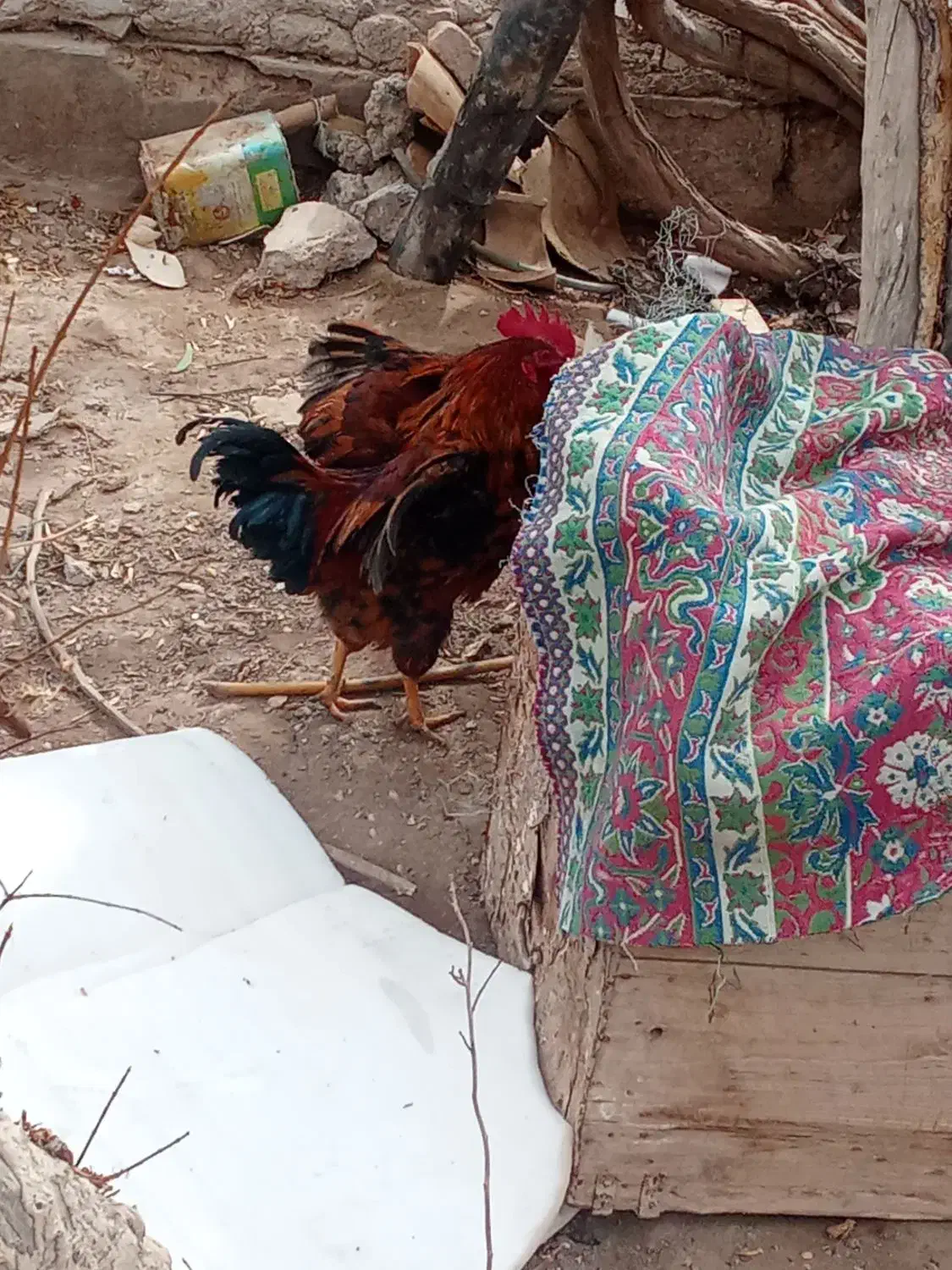 خروس|حیوانات مزرعه|صحرای باغ, |دیوار