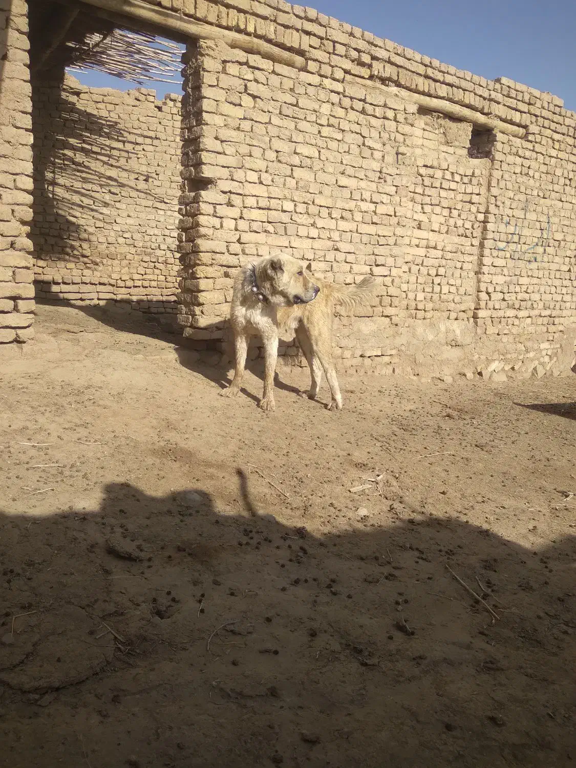 سگه گله ای|سگ|طاغنکوه, |دیوار