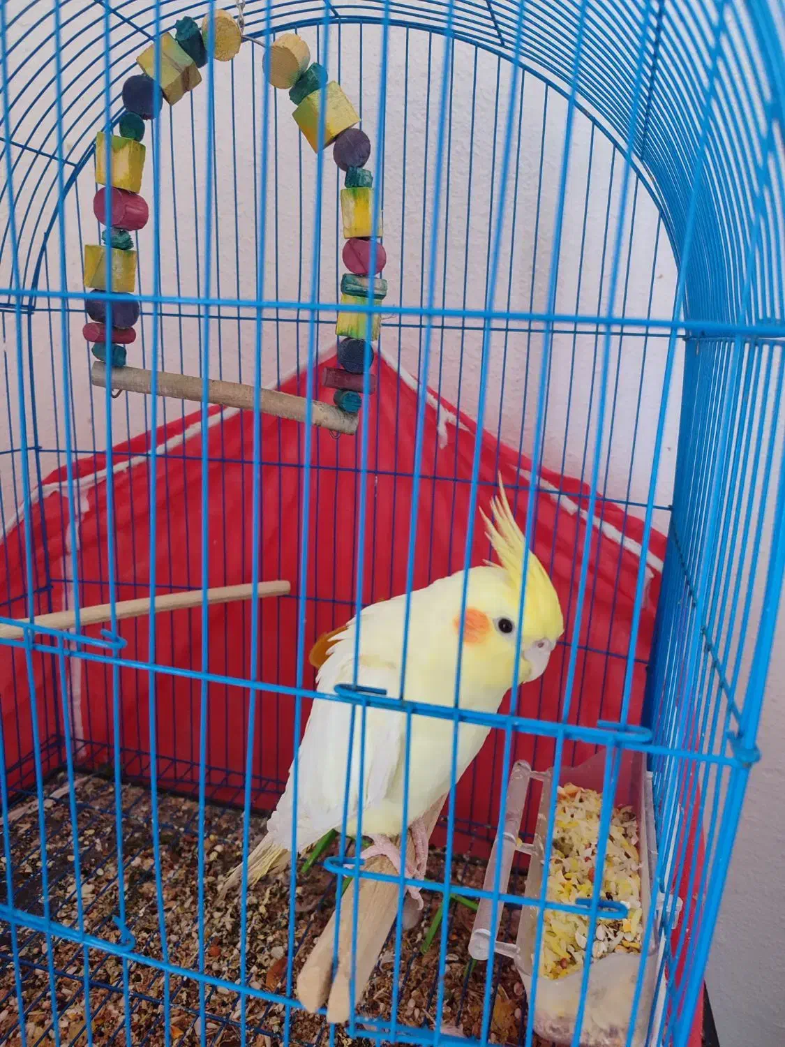 عروس هلندی|پرنده|چترود, |دیوار