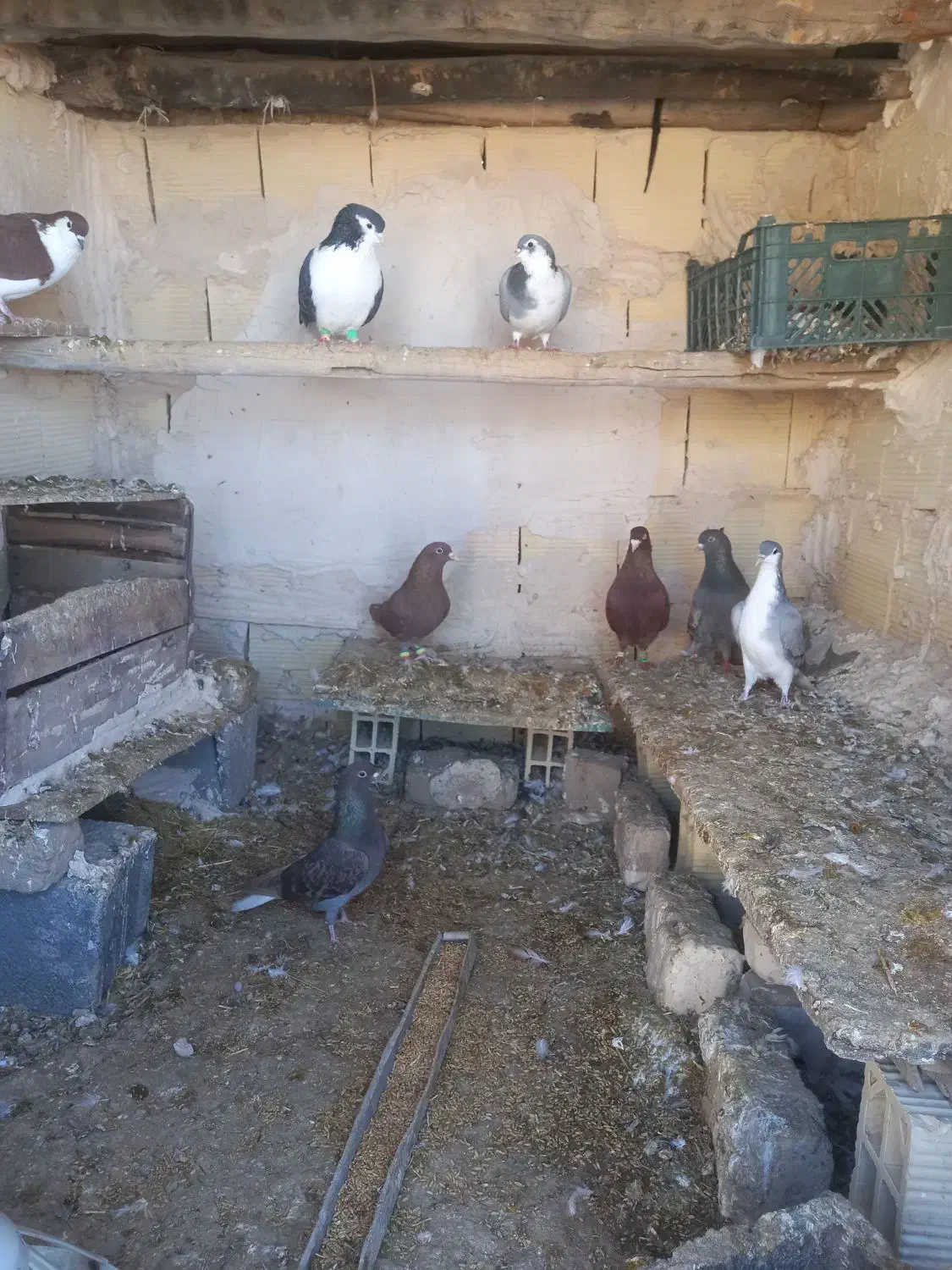 دم‌سفید|پرنده|قوچان, |دیوار