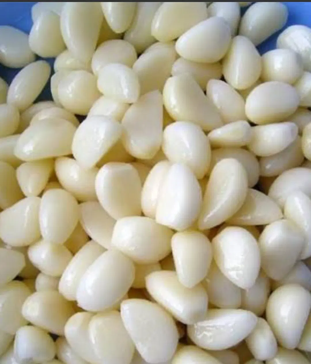 سیر دان|خوردنی و آشامیدنی|بهار, |دیوار