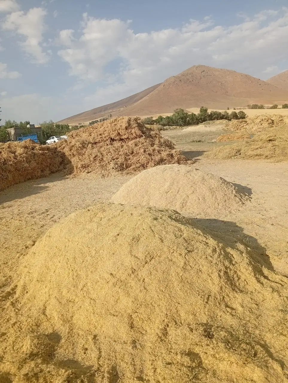 کاه|لوازم جانبی حیوانات|الیگودرز, |دیوار
