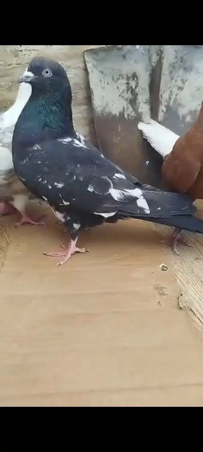 کبوتر رنگی|پرنده|سوسنگرد, |دیوار