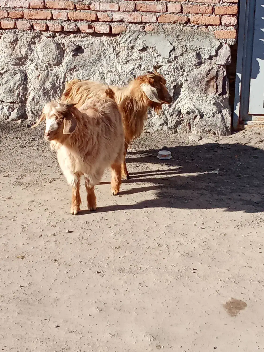 بزغاله چاق|حیوانات مزرعه|مشگین شهر, |دیوار