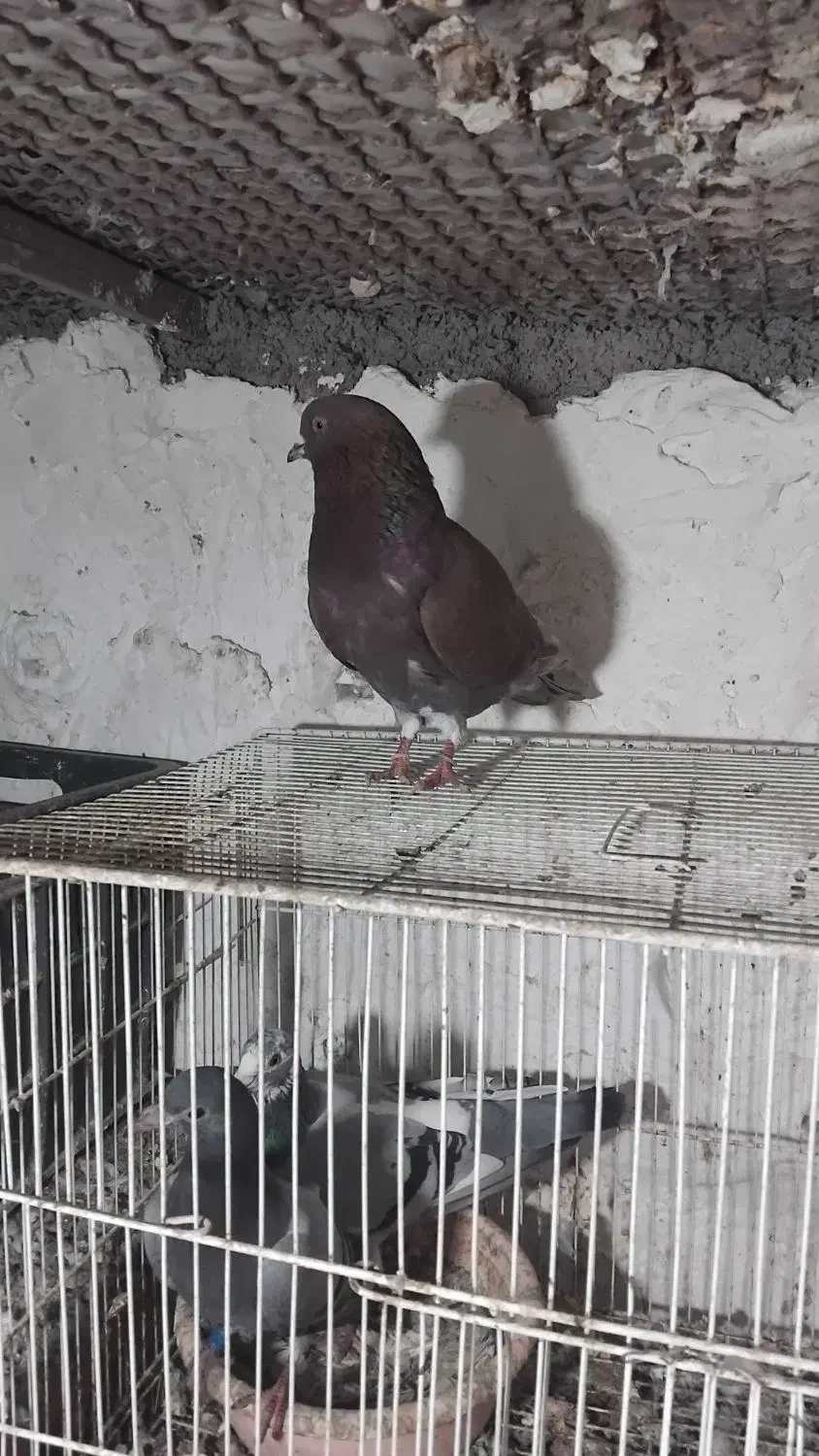 کفتر سرخ|پرنده|خان ببین, |دیوار