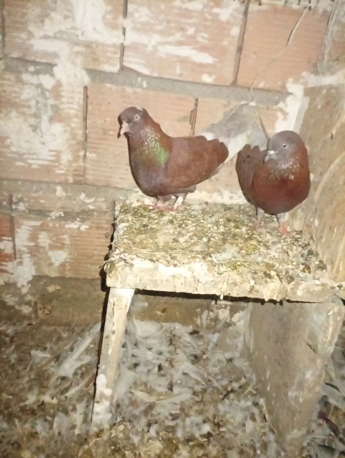 کفتر|پرنده|گرگان, |دیوار