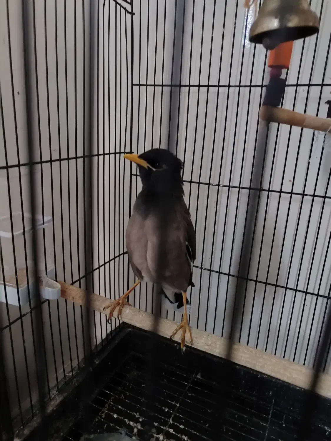 مرغ مینا|پرنده|بندر ترکمن, |دیوار