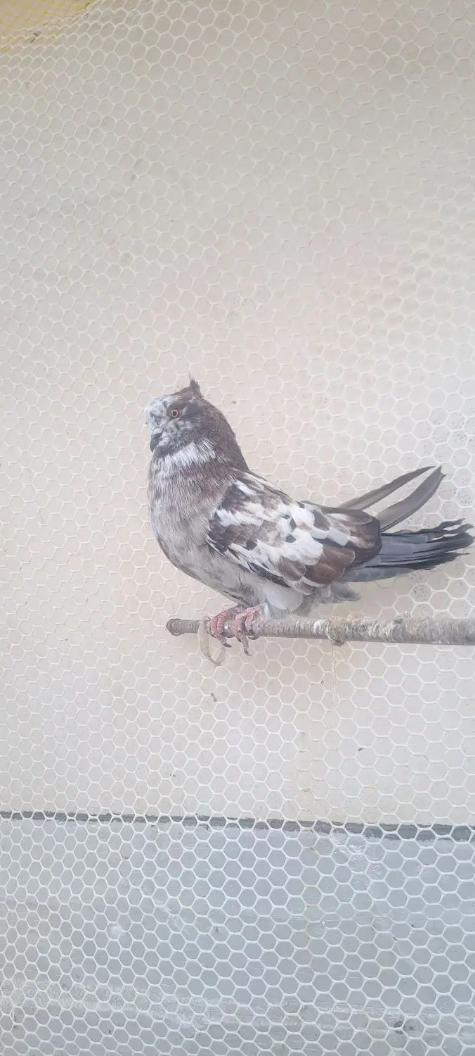 کبوتر|پرنده|گرگان, |دیوار