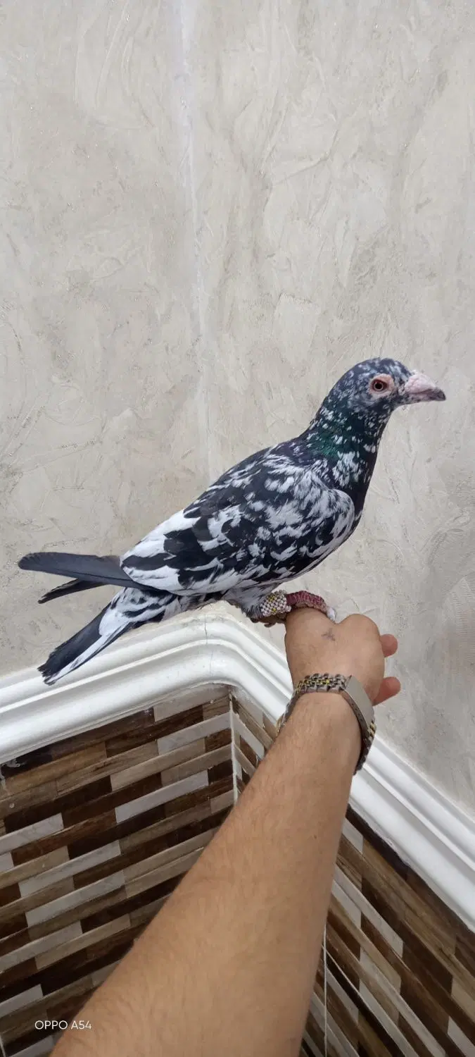 کوهی|پرنده|کارون, |دیوار