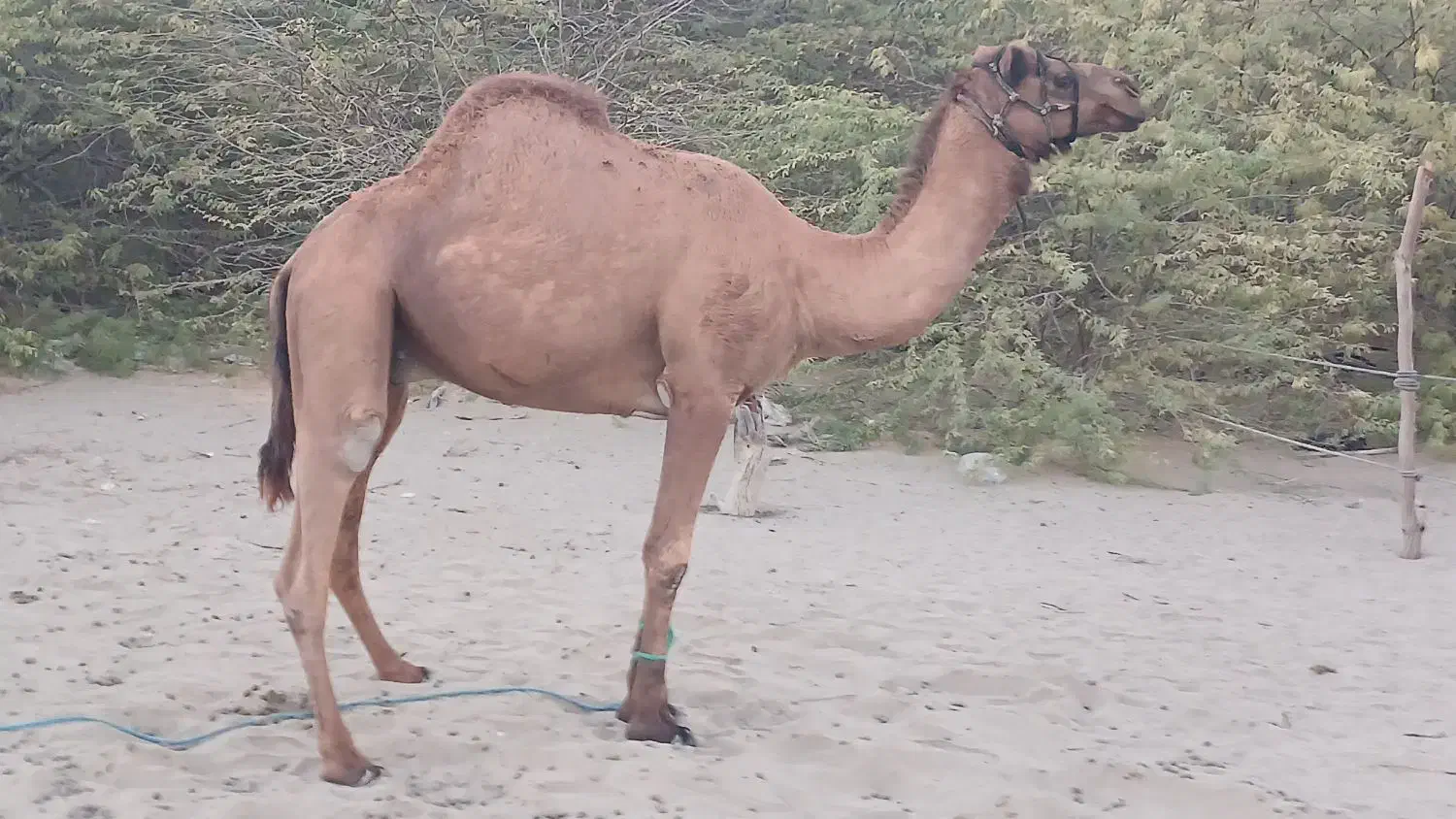 جاسک|حیوانات مزرعه|جاسک, |دیوار