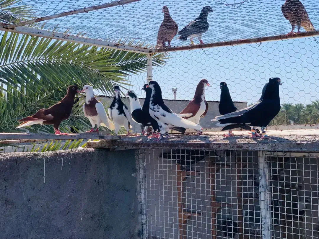 کبوتر رنگی|پرنده|آبپخش, |دیوار