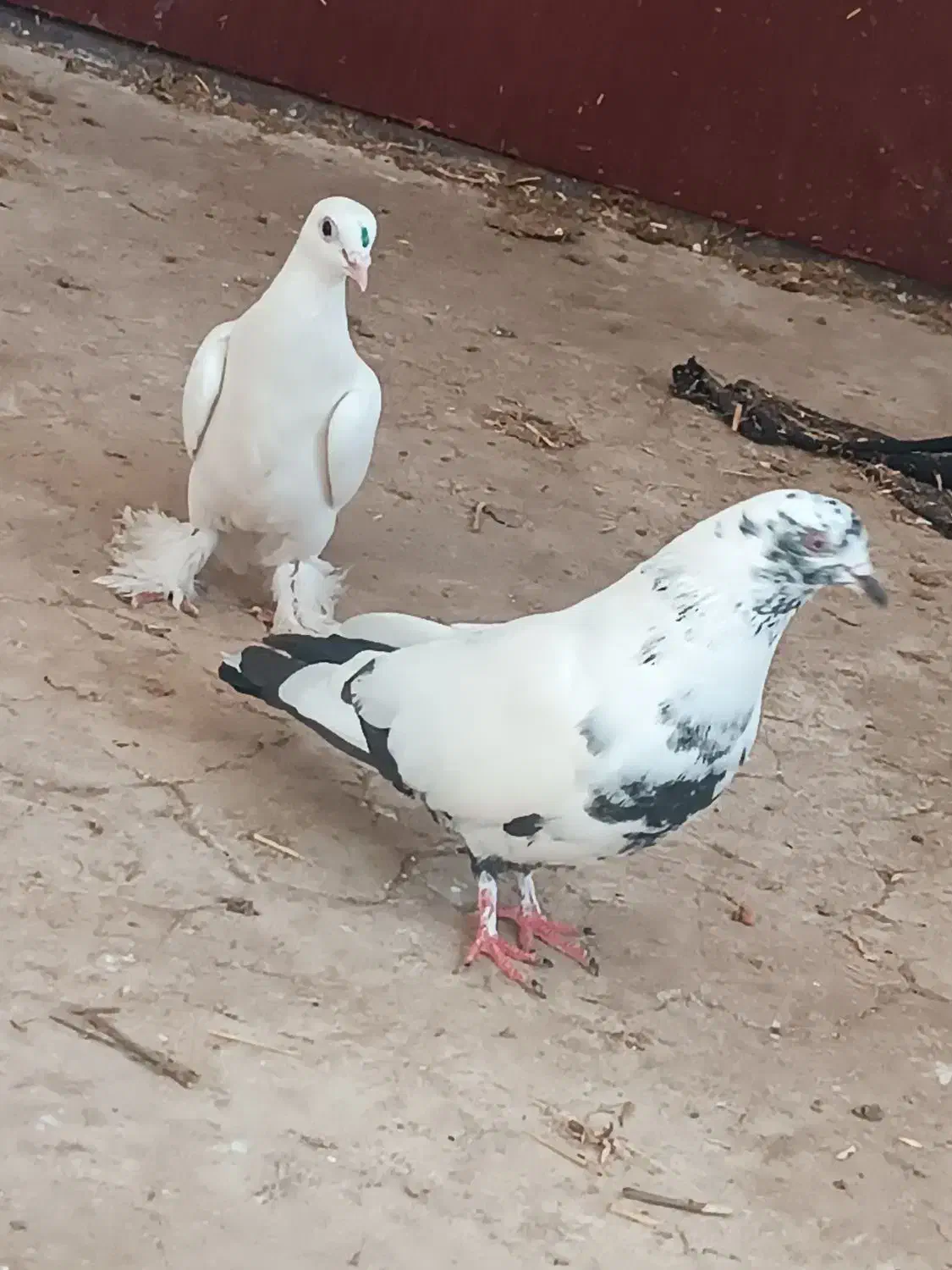 دو کبوتر|پرنده|مرند, |دیوار