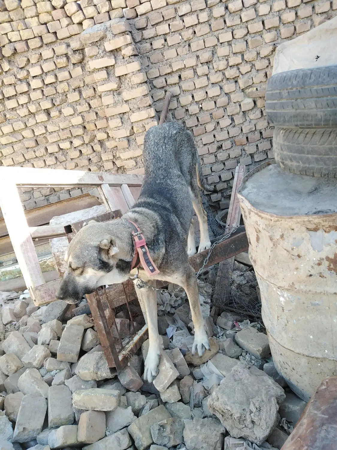 سگ نژاد|سگ|بیرجند, |دیوار