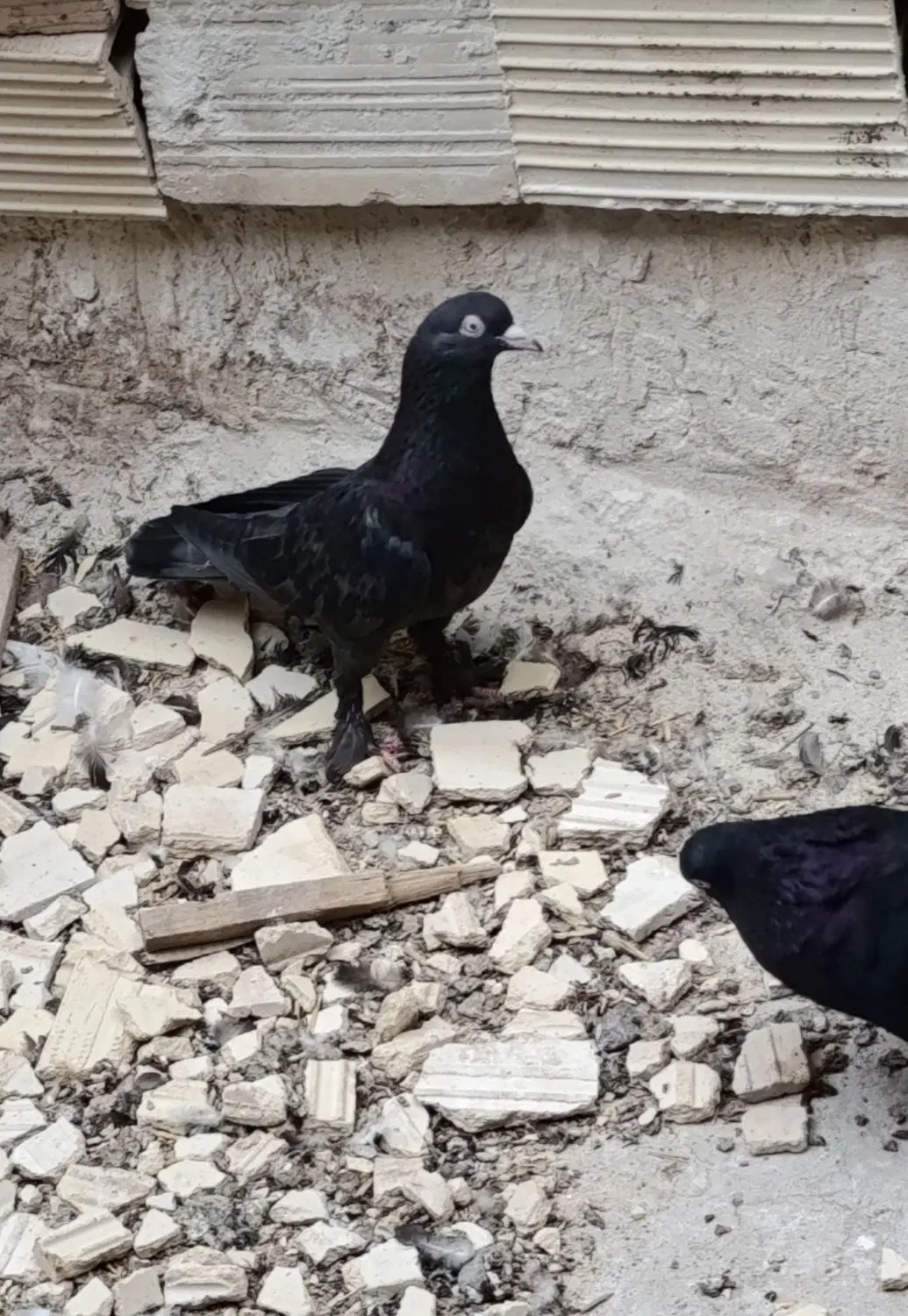 کاسک|پرنده|بم, |دیوار
