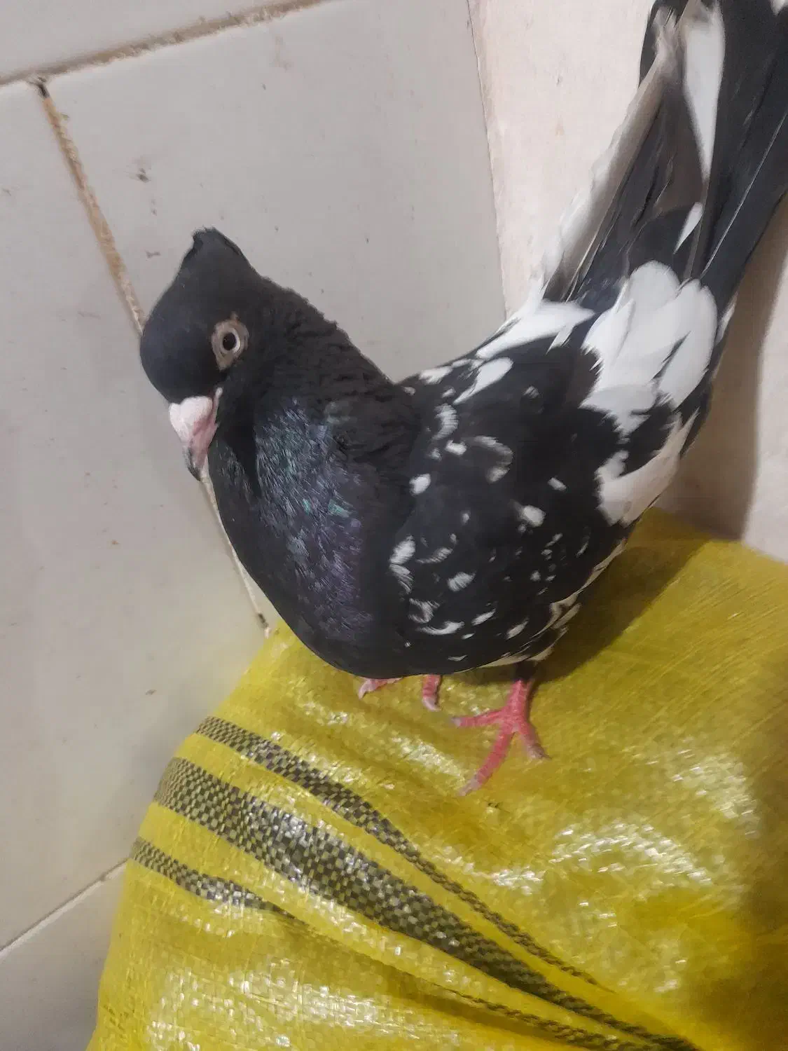 کبوتر|پرنده|مسجد سلیمان, |دیوار