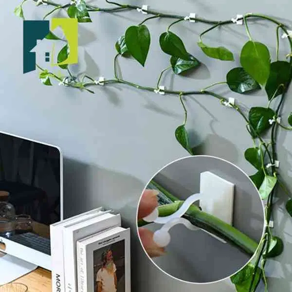 گیره پتوس|گل و گیاه طبیعی|اصفهان, قلعه طبره|دیوار