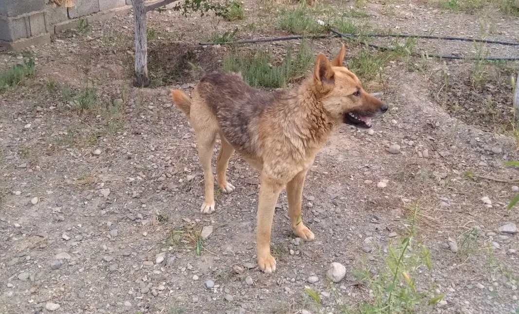 سگ ژرمن|سگ|مشهد, نوچاه|دیوار