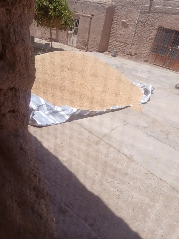 گندم|خدمات باغبانی و درختکاری|نگار, |دیوار