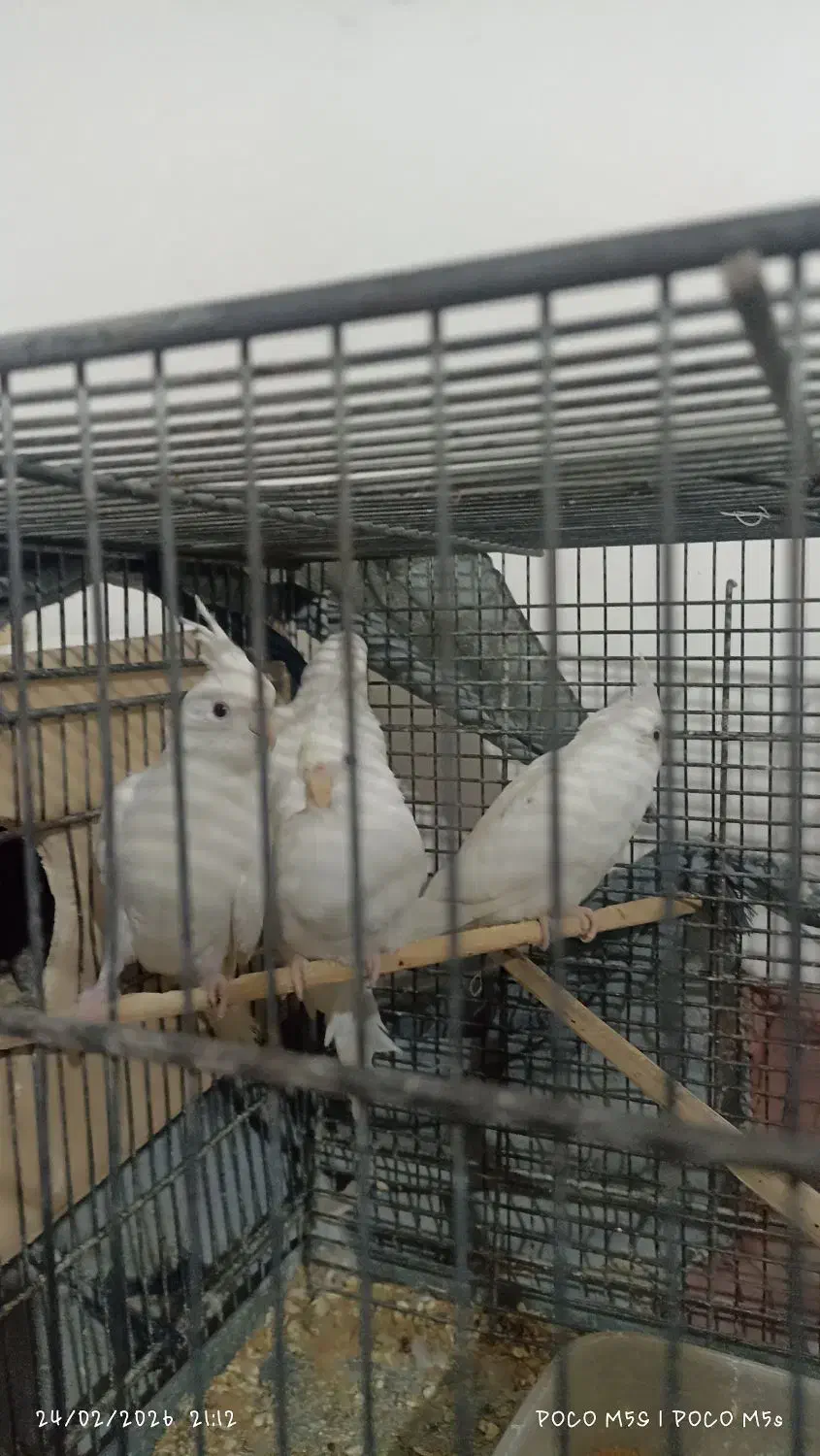 طوطی|پرنده|خرمشهر, |دیوار