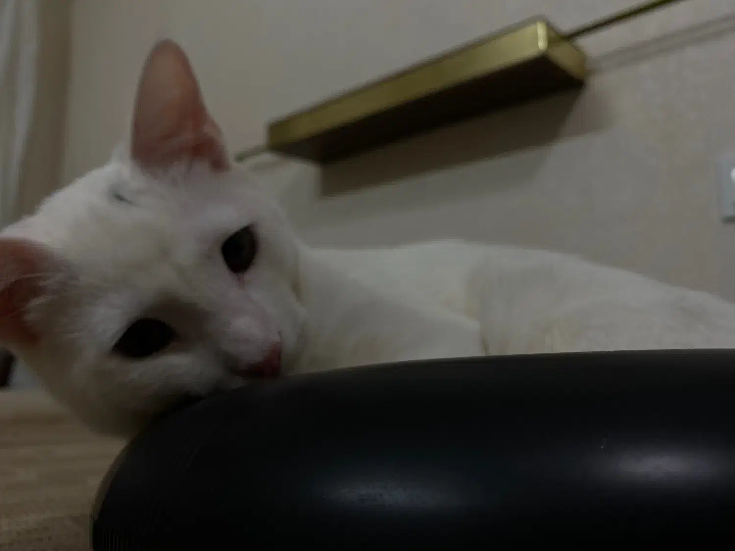 گربه پسر|گربه|مشهد, فدک|دیوار