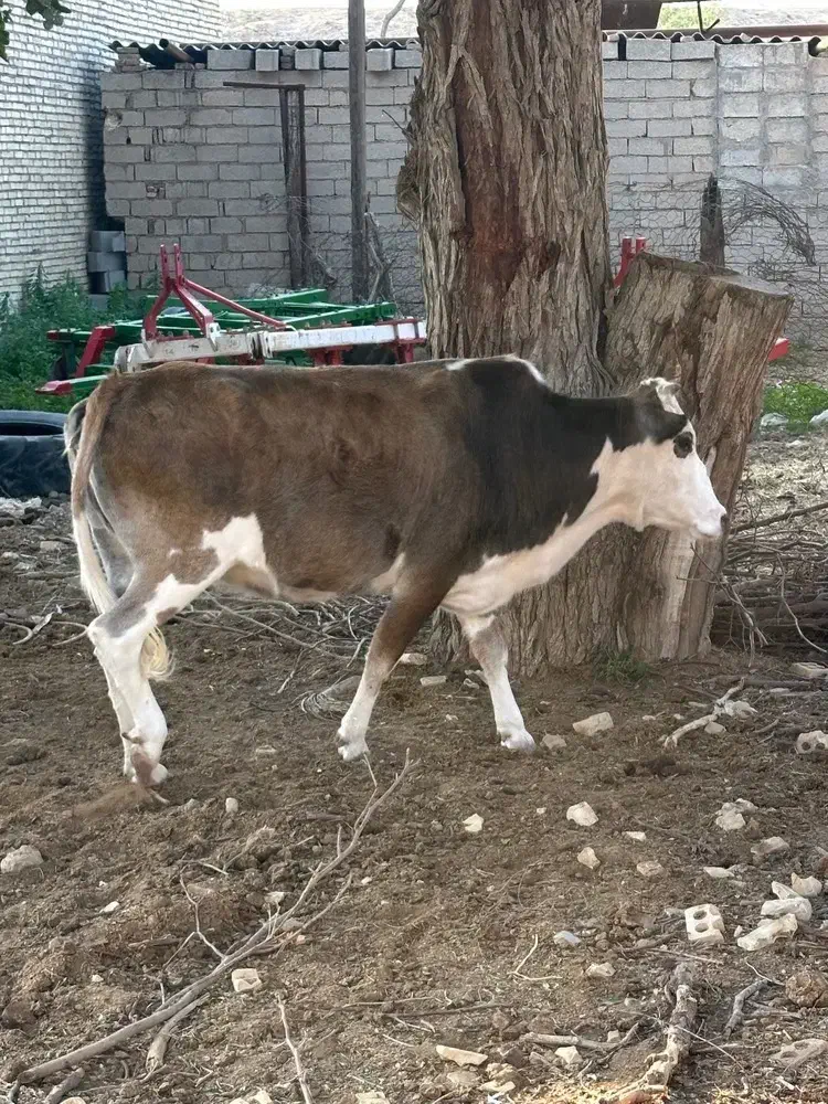 گاو|حراج|شوش, |دیوار