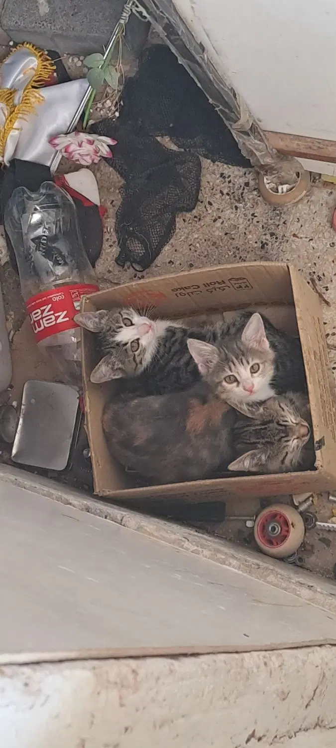 گربه|گربه|اردبیل, |دیوار