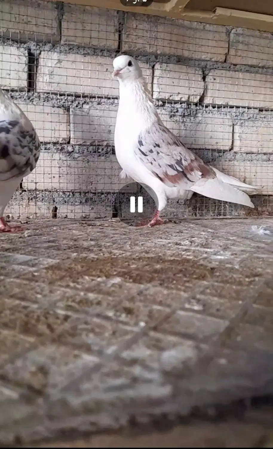 کفتر|پرنده|آباده, |دیوار