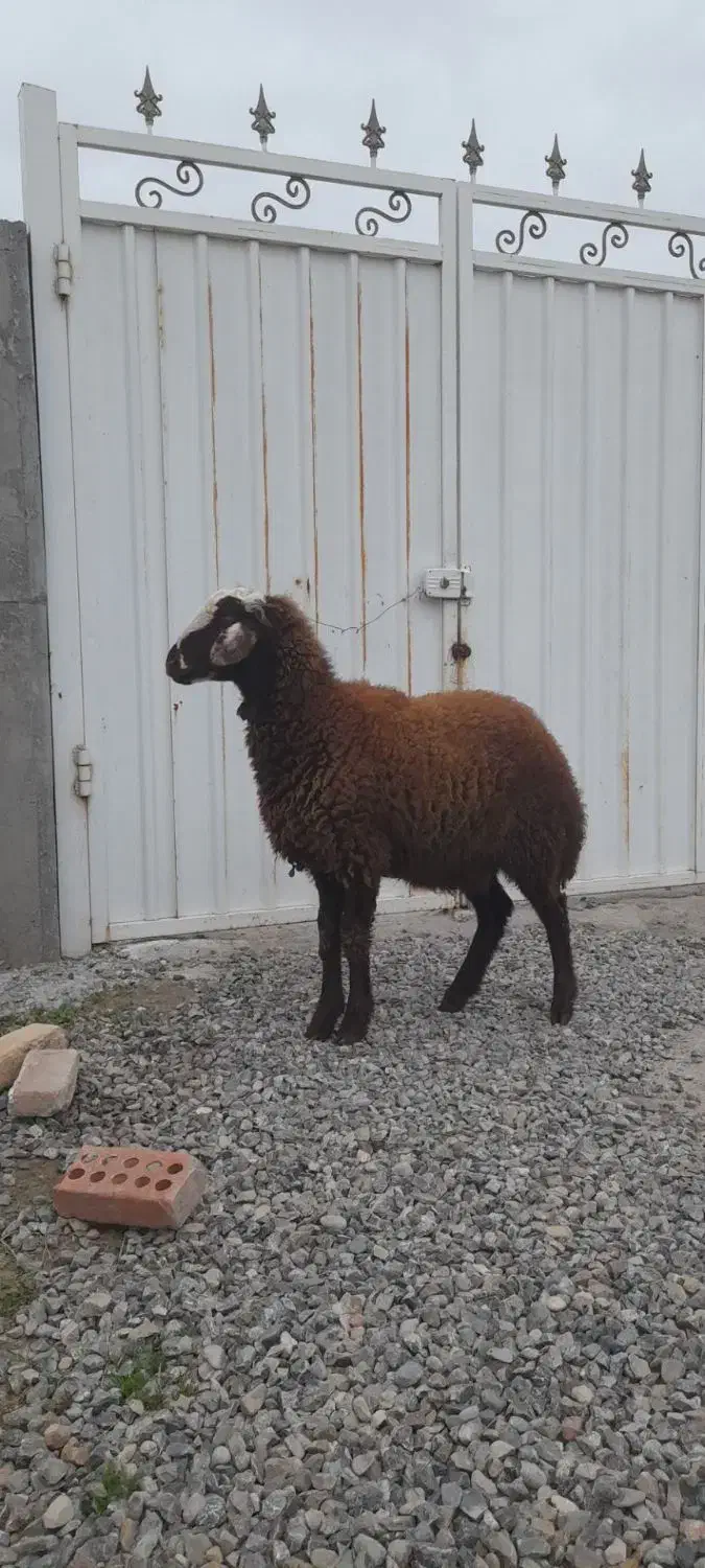 گوسفند|حیوانات مزرعه|سیمین شهر, |دیوار