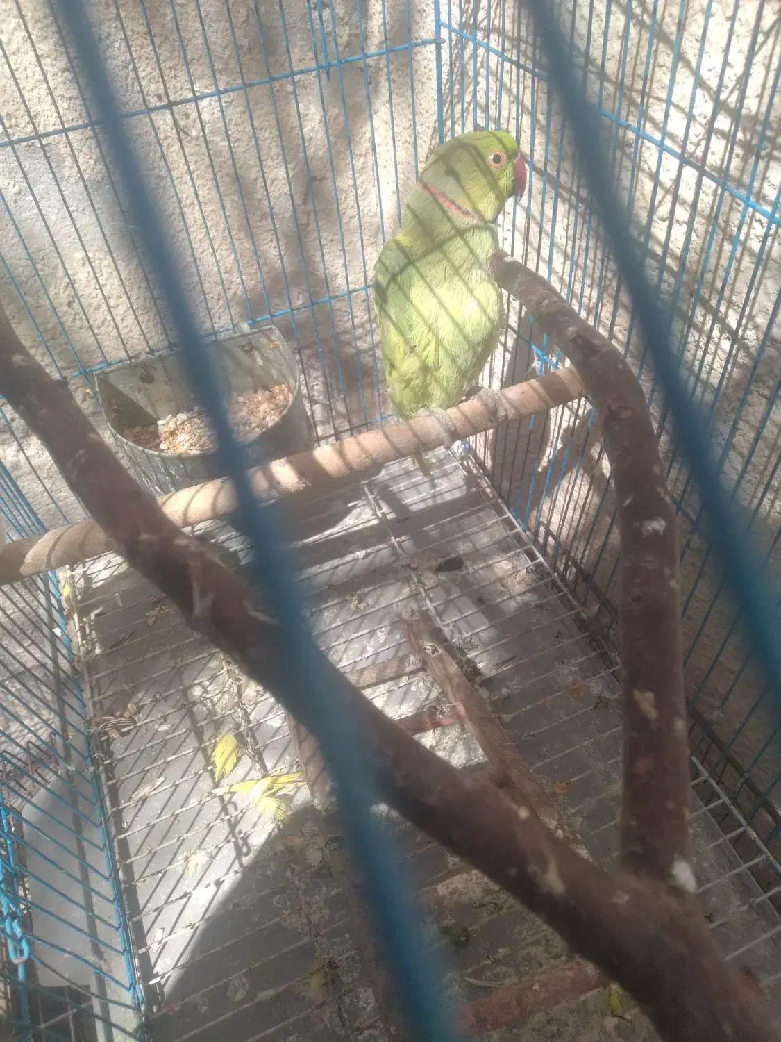 طوطی ملنگو نر سخنگو و مرغ عشق|پرنده|شیراز, نیستان|دیوار