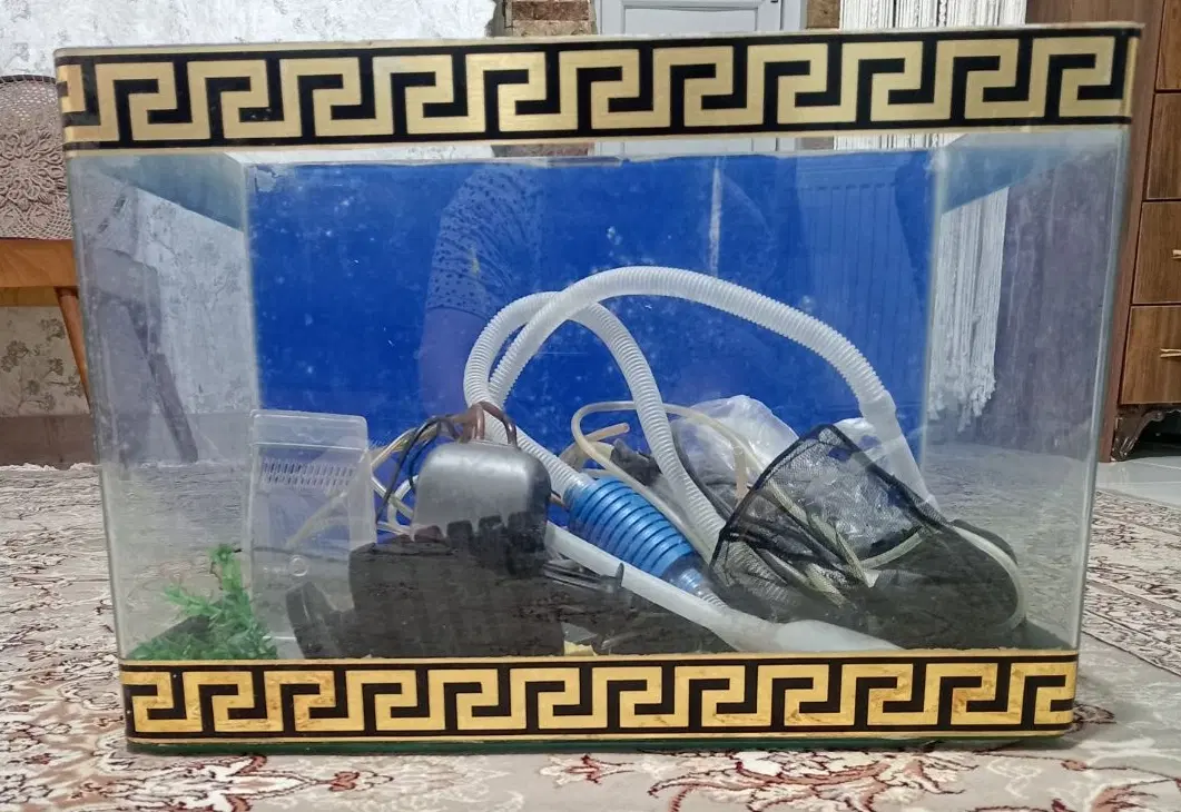 آکواریوم|ماهی|رودسر, |دیوار
