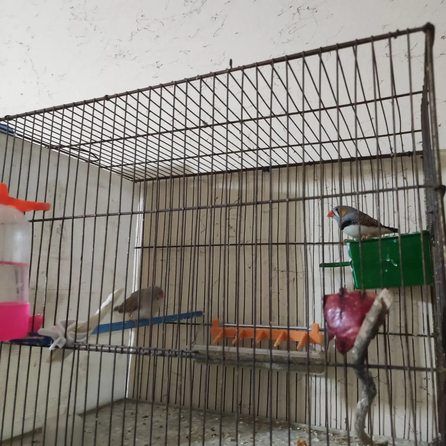 جفت فنچ|پرنده|شیراز, دباغ خانه|دیوار